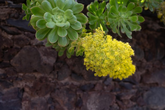 Mostly blurred yellow flowers with rosette of green leaves on brown rock wall background Summer nature wallpaper Tree aeonium Irish rose tree houseleek or Aeonium arboreum Subtropical succulent