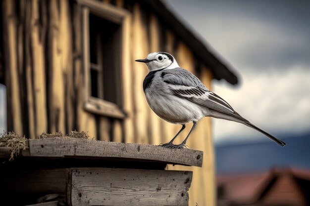 Motacilla alba een witte kwikstaart zat bovenop een houten huis