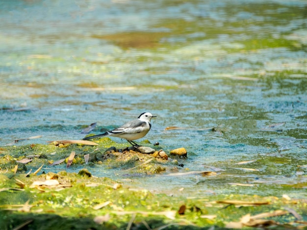 Motacilla alba lugens는 은행을 따라 걷는다