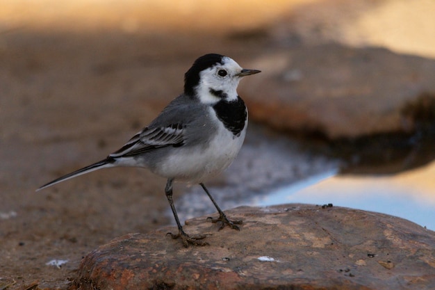 Photo motacilla alba - the white wagtail, is a small species of passerine bird in the motacillidae family.