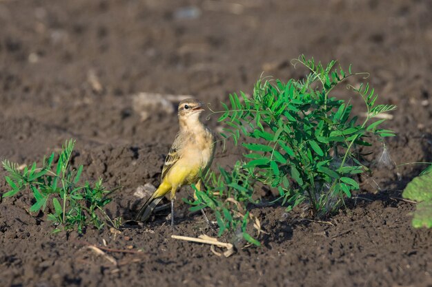 Motacilla flava on grass