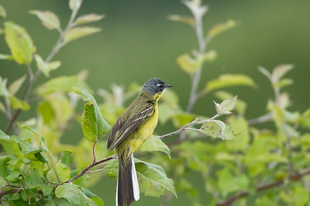 Motacilla flava a terra