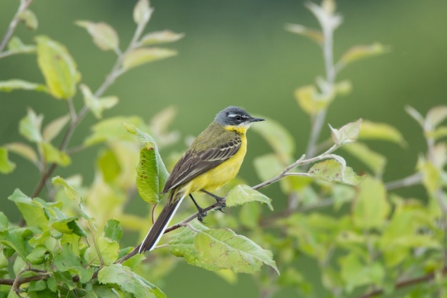 Motacilla flava op de grond