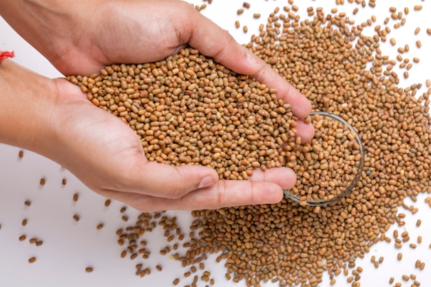 Moth beans or matki beans in hands