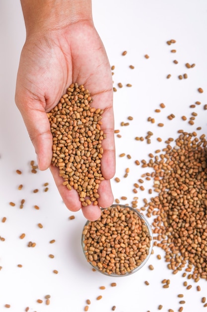 Moth beans or matki beans in wooden bowl