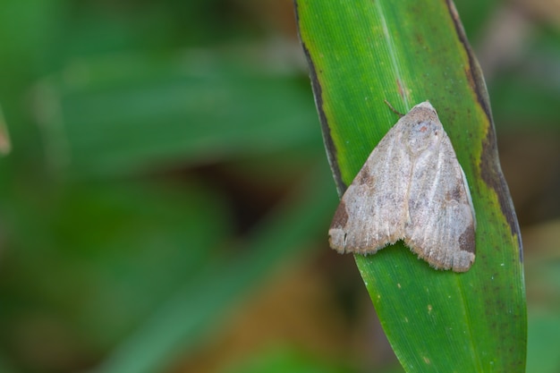 Moth on a green leaf