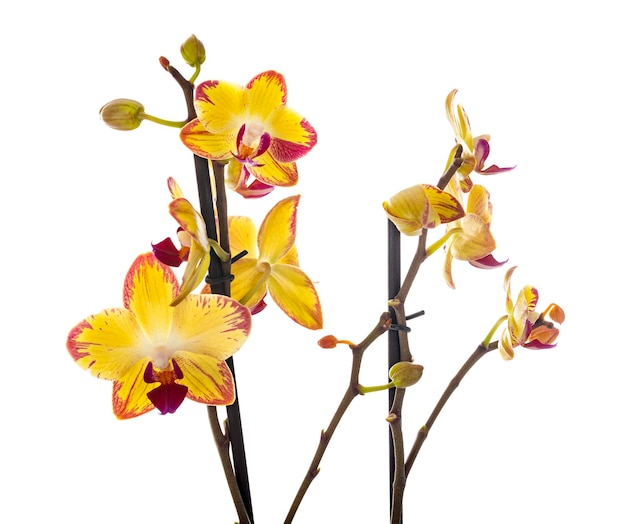 Photo moth orchids in front of white background