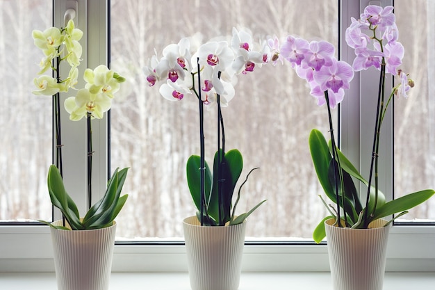 Premium Photo | Moth orchids on windowsill - home decoration with ...