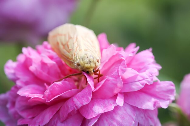 Moth on pink rose flower