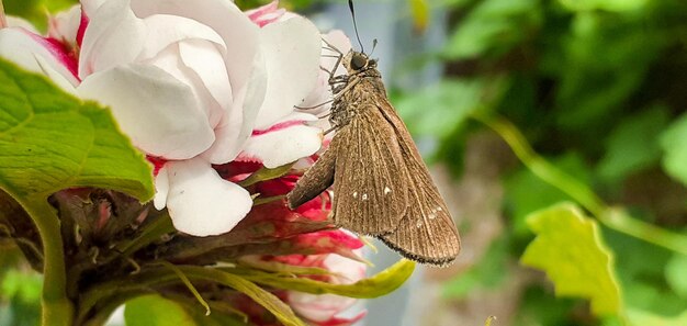 A moth sits on a flower with a pink flower in the background.