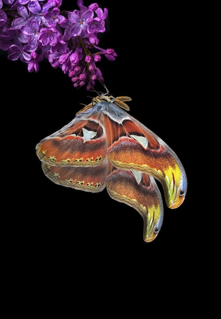 Мотылек с бабочкой на носу