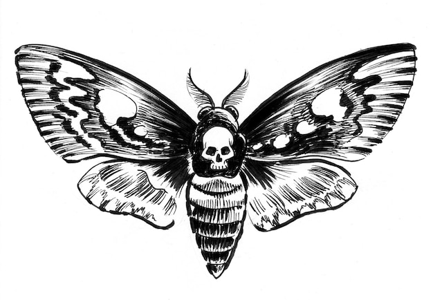 Photo moth with a skull. ink black and white drawing