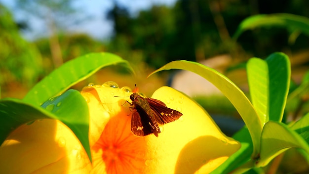 Photo a moth on a yellow flower with a green leaf in the background