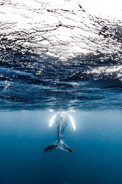 写真 母と子のハムバッククジラ