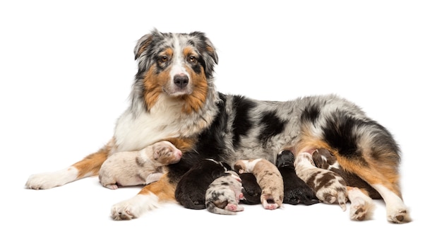 Mother Australian Shepherd with its puppies suckling against white background