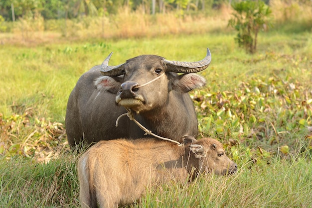 Mother and baby buffalo in the meadow