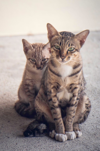 Mother and baby cat gray two cute