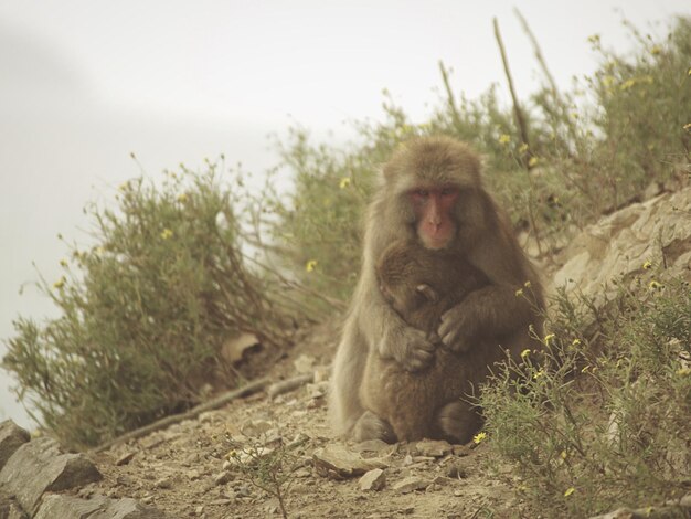 Foto madre e cucciolo di scimmia