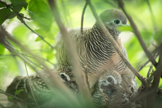 母と赤ちゃんシマウマの鳩（裸地の鳩、ジャワのストライドグラウンドドーブ）の巣