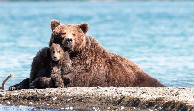 Photo mother bear and her cub