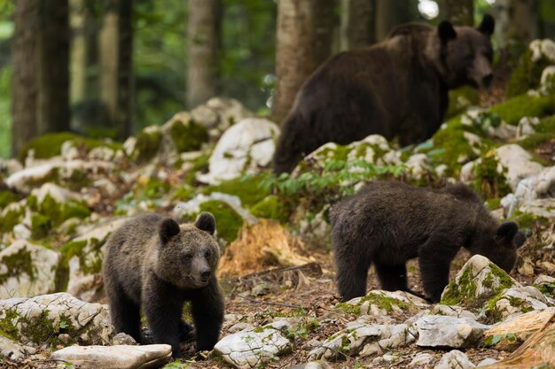 Photo mother bear with her cubs in the forest