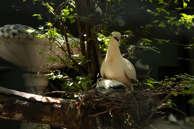 Мать-птица заботится о своем птенце в гнезде
