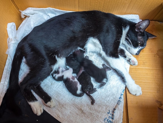 Mother black and white cat breast feeding its three tiny baby kittens inside paper box focus its eye