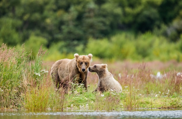 Mother brown bear with a cub are playing on the shore of the lake