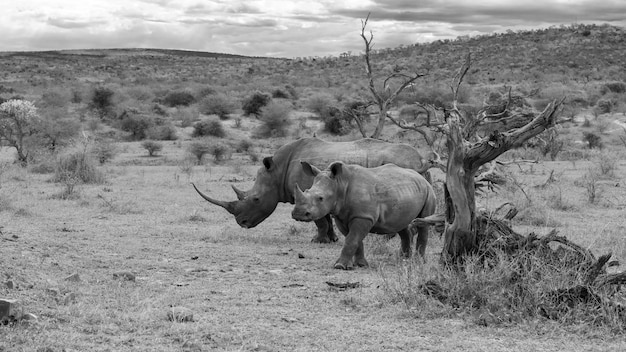 Мать и детеныш белого носорога стоят