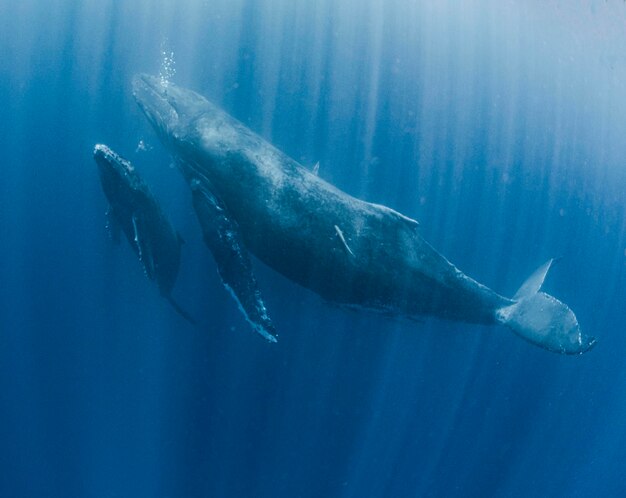 Mother and calf humpback whale