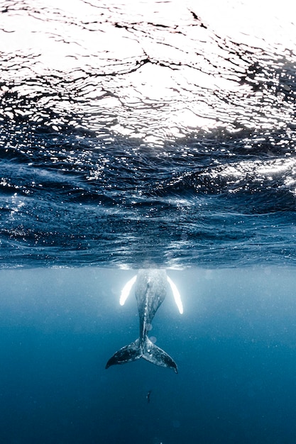 Foto madre e cucciolo di balena a gobba