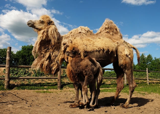 Mother camel with baby camel