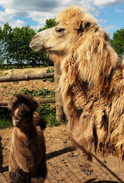 赤ちゃんの屋外夏時間と母ラクダ