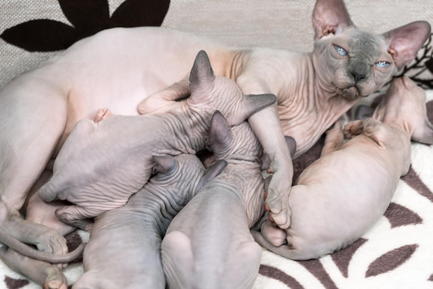 Mother canadian sphynx cat breed lying and breastfeeding four hairless kittens happy feline family m