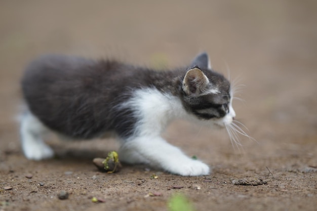 mother cat and cute kittens