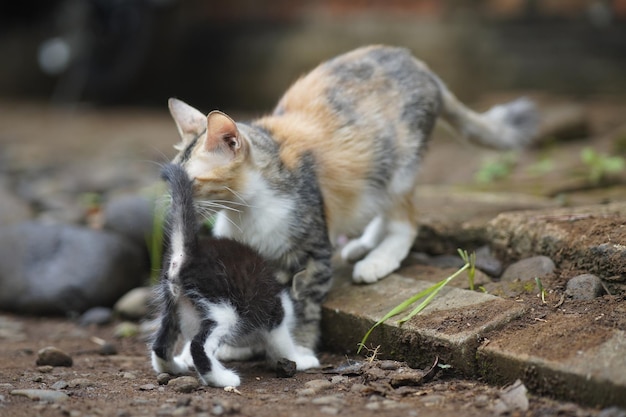 Photo mother cat and cute kittens