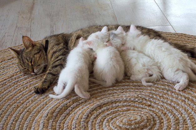 Мама-кошка кормит новорожденных котят Кормление котят здоровье маленьких кошек
