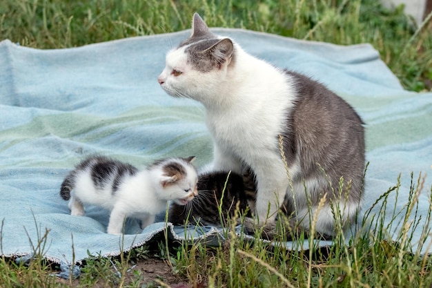 母猫が庭で毛布の上で小さな子猫に餌をやる