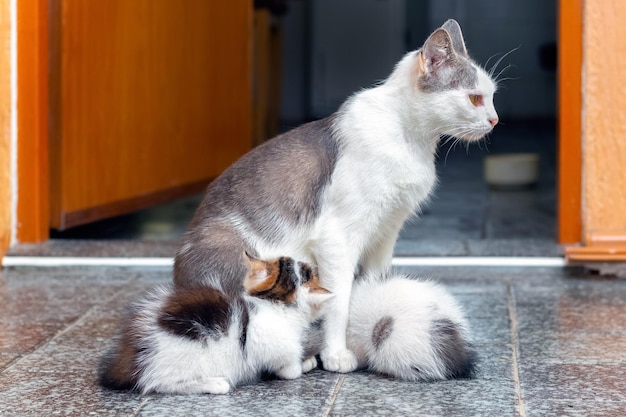 A mother cat feeds small kittens in a room on the floor