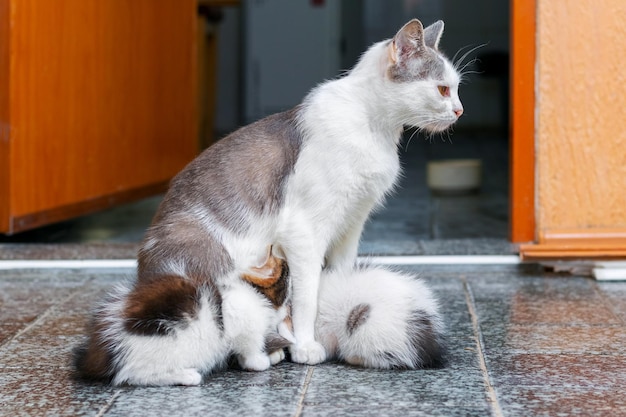 母猫が床の上の部屋で小さな子猫に餌をやる