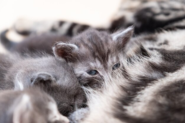 Mother cat nursing her kittens