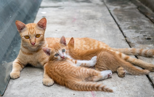 Mother cat with two kittens lay on outdoor home backyard selective focus on one's eye