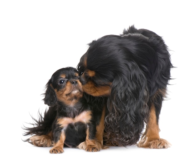 母キャバリアキングチャールズと彼女の子犬