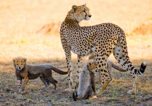 写真 サバンナの母チーターと彼女の子。