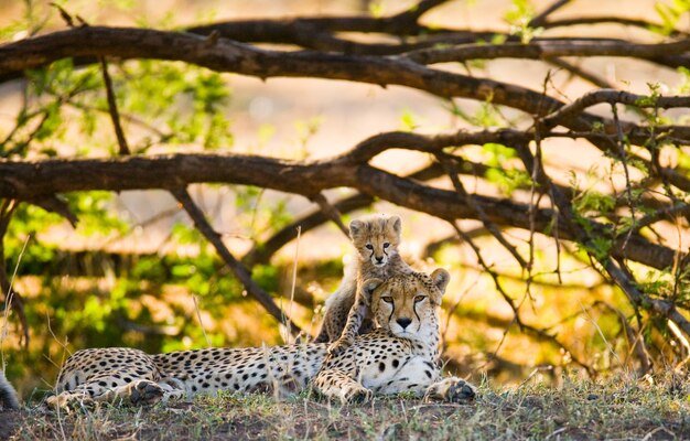 Mother cheetah and her cub in the savannah.