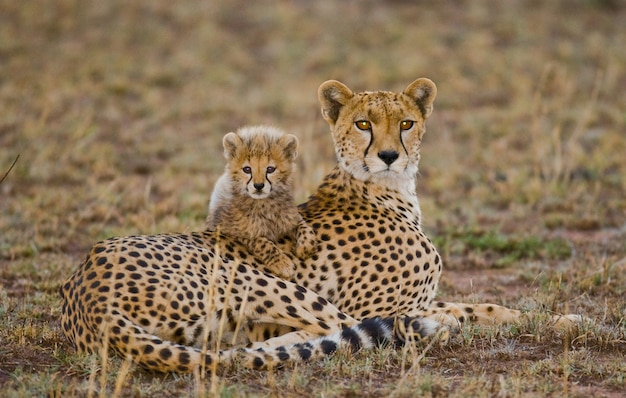 Mother cheetah and her cub in the savannah.