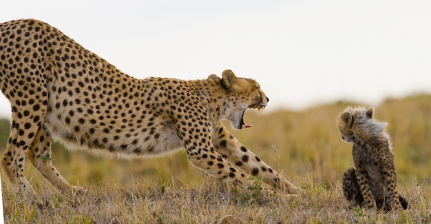 Mother cheetah and her cub in the savannah.