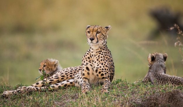 Photo mother cheetah and her cubs in the savannah.