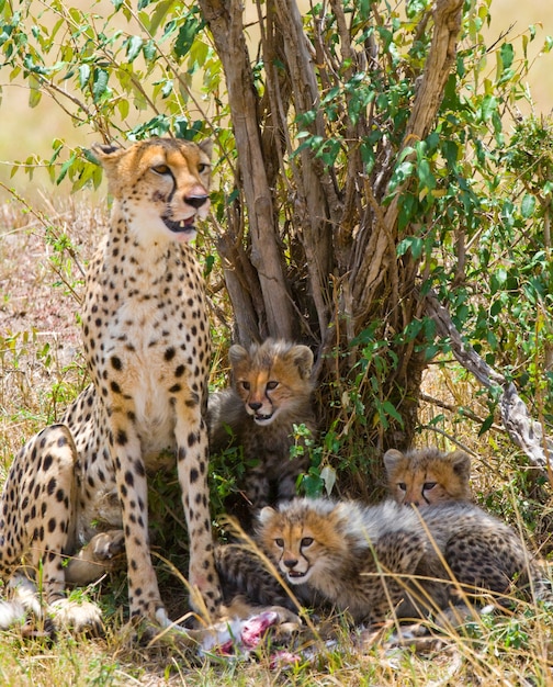 Mother cheetah and her cubs in the savannah.