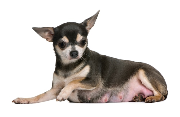 Mother Chihuahua sitting